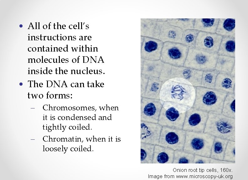  • All of the cell’s instructions are contained within molecules of DNA inside