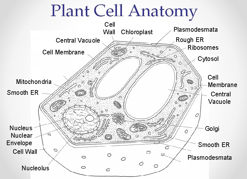 Plant Cell Anatomy Cell Wall Chloroplast Central Vacuole Cell Membrane Mitochondria Smooth ER Nucleus