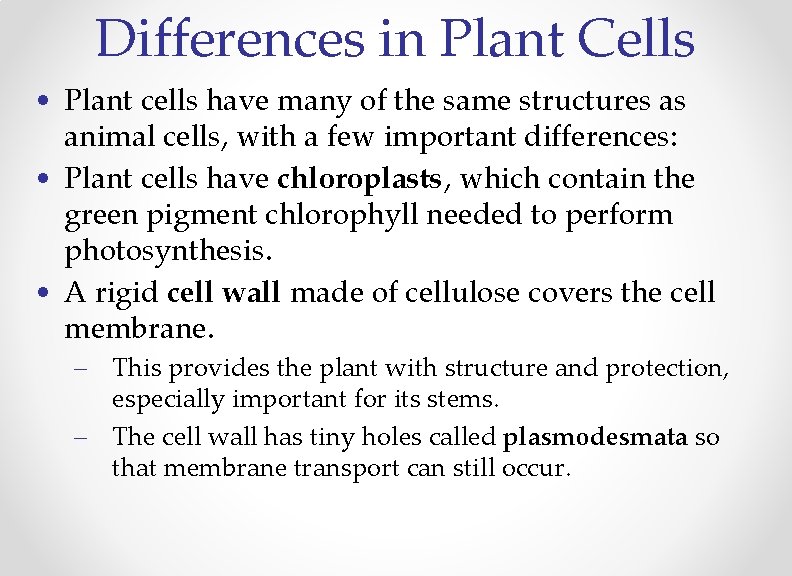 Differences in Plant Cells • Plant cells have many of the same structures as