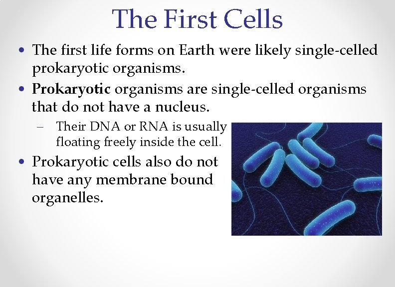 The First Cells • The first life forms on Earth were likely single-celled prokaryotic