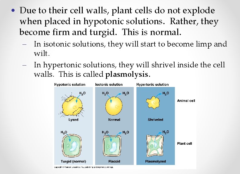  • Due to their cell walls, plant cells do not explode when placed