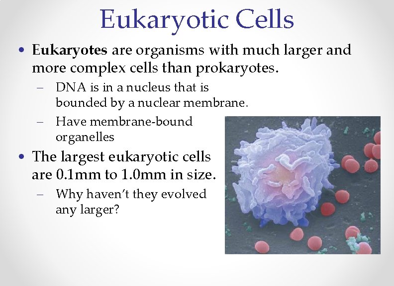 Eukaryotic Cells • Eukaryotes are organisms with much larger and more complex cells than