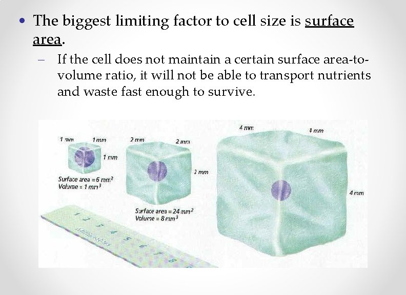  • The biggest limiting factor to cell size is surface area. – If