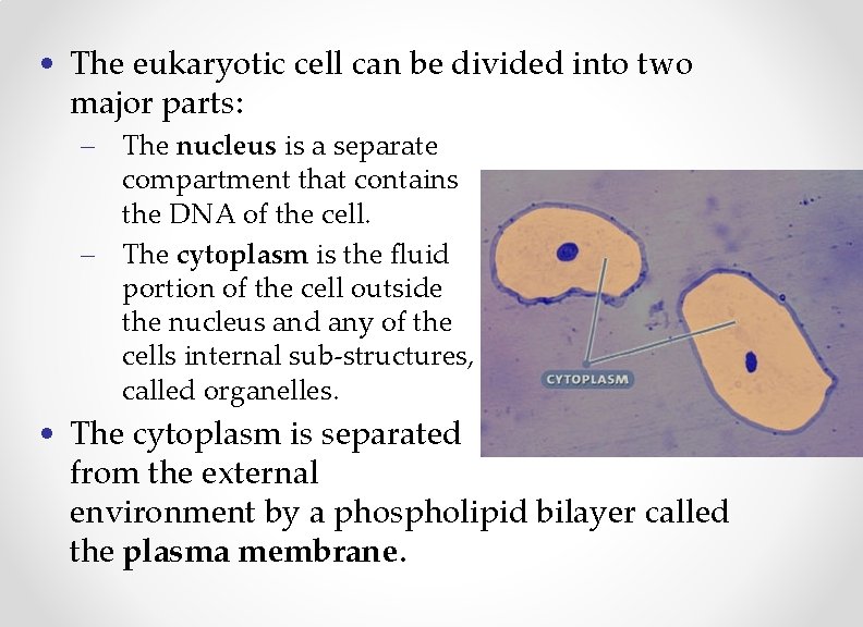  • The eukaryotic cell can be divided into two major parts: – The