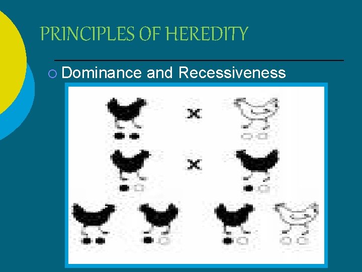 PRINCIPLES OF HEREDITY ¡ Dominance and Recessiveness 