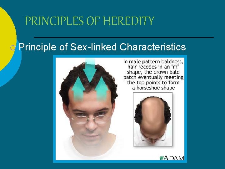 PRINCIPLES OF HEREDITY ¡ Principle of Sex-linked Characteristics 