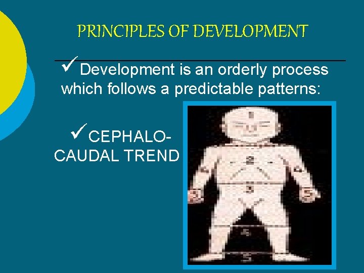 PRINCIPLES OF DEVELOPMENT Development is an orderly process which follows a predictable patterns: CEPHALO-