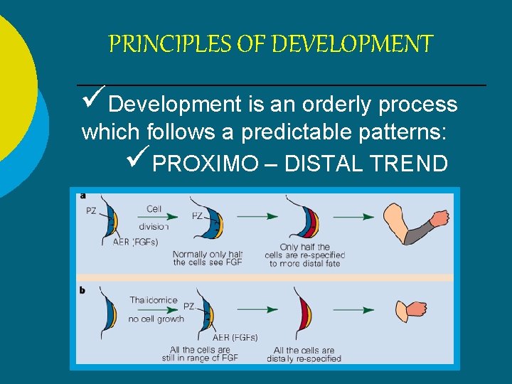 PRINCIPLES OF DEVELOPMENT Development is an orderly process which follows a predictable patterns: PROXIMO