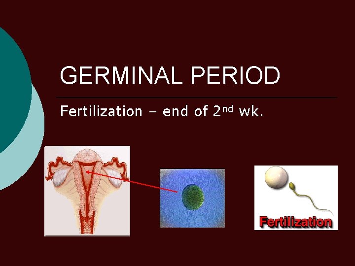 GERMINAL PERIOD Fertilization – end of 2 nd wk. 