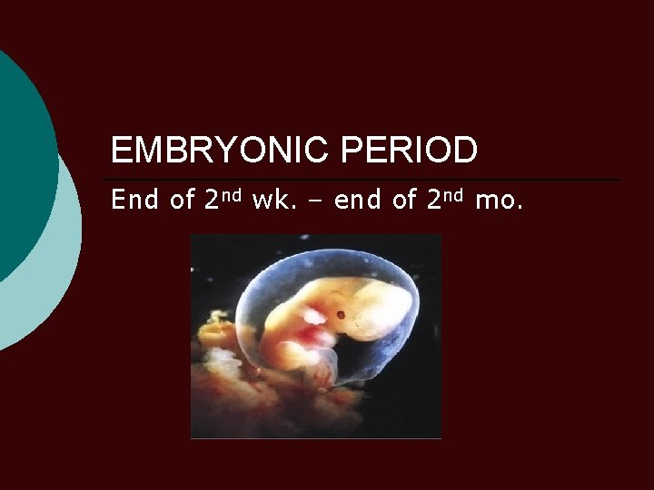EMBRYONIC PERIOD End of 2 nd wk. – end of 2 nd mo. 