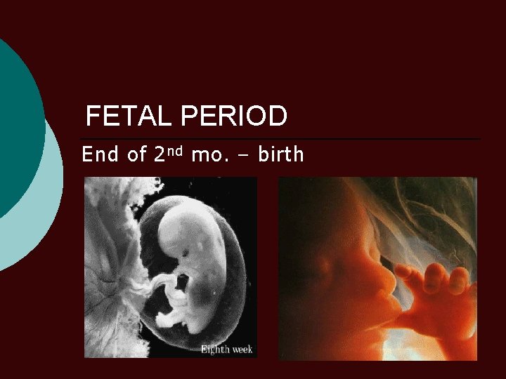 FETAL PERIOD End of 2 nd mo. – birth 