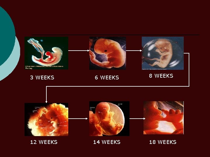 3 WEEKS 12 WEEKS 6 WEEKS 14 WEEKS 8 WEEKS 18 WEEKS 