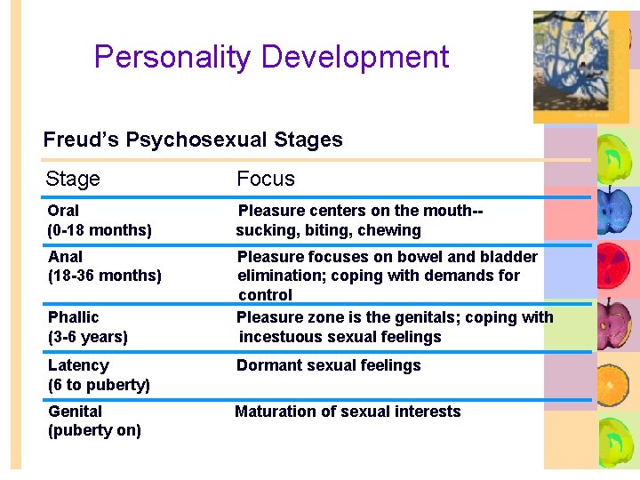 Personality Development Freud’s Psychosexual Stages Stage Focus Oral (0 -18 months) Pleasure centers on