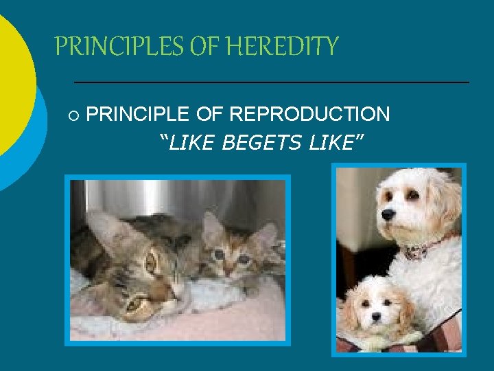 PRINCIPLES OF HEREDITY ¡ PRINCIPLE OF REPRODUCTION “LIKE BEGETS LIKE” 