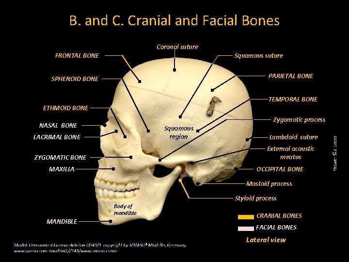 B. and C. Cranial and Facial Bones Coronal suture FRONTAL BONE Squamous suture PARIETAL