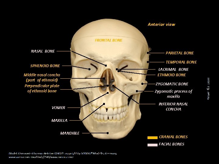 Anterior view FRONTAL BONE NASAL BONE PARIETAL BONE TEMPORAL BONE SPHENOID BONE LACRIMAL BONE