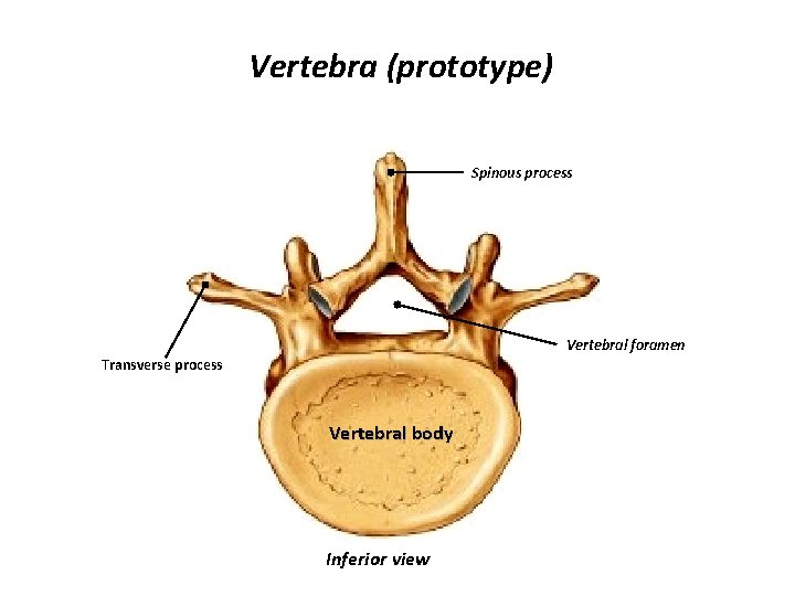 Vertebra (prototype) Spinous process Vertebral foramen Transverse process Vertebral body Inferior view 