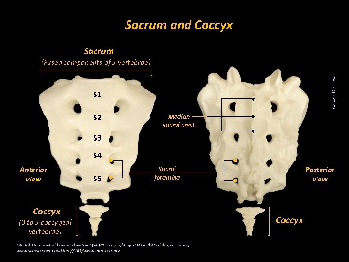 Sacrum and Coccyx Sacrum (Fused components of 5 vertebrae) S 1 S 2 Median