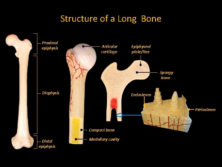 Structure of a Long Bone Proximal epiphysis Articular cartilage Epiphyseal plate/line Spongy bone Diaphysis