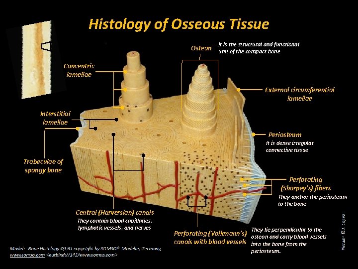 Histology of Osseous Tissue It is the structural and functional Osteon unit of the