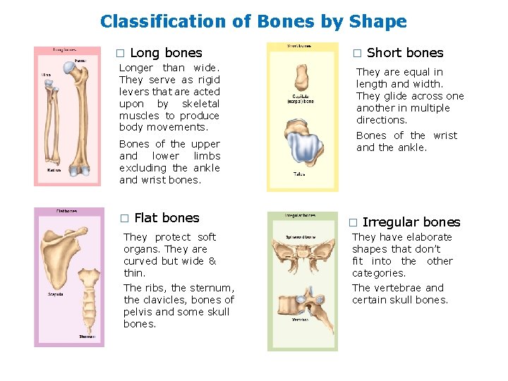 Classification of Bones by Shape � Long bones Longer than wide. They serve as
