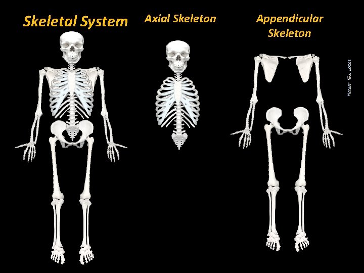 Skeletal System Axial Skeleton Appendicular Skeleton 