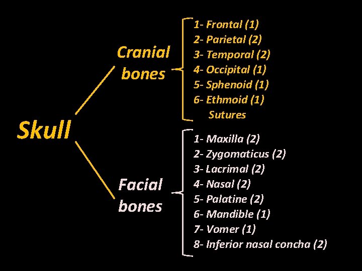 Cranial bones Skull Facial bones 1 - Frontal (1) 2 - Parietal (2) 3