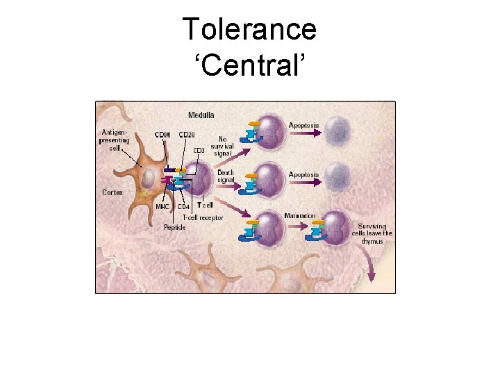 Tolerance ‘Central’ 