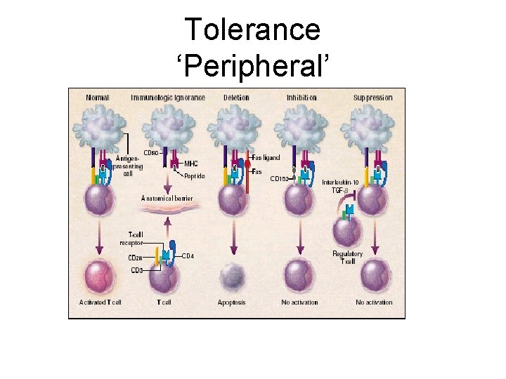 Tolerance ‘Peripheral’ 