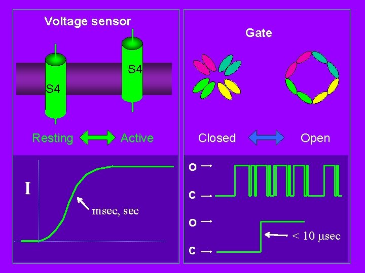 Voltage sensor Gate S 4 Resting Active Closed Open O I C msec, sec