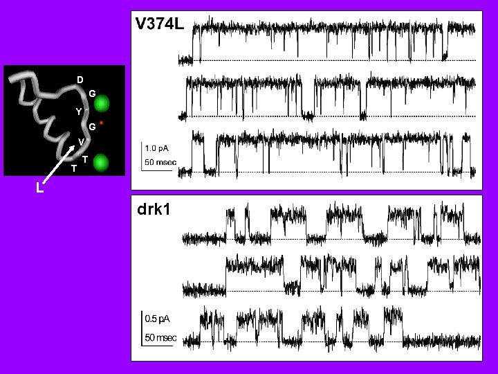 D G Y G V T T L drk 1 