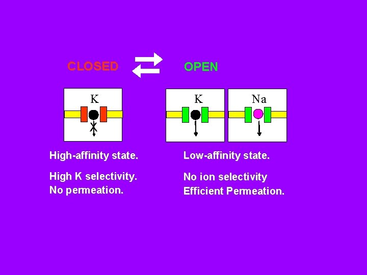 CLOSED OPEN K K Na X High-affinity state. Low-affinity state. High K selectivity. No