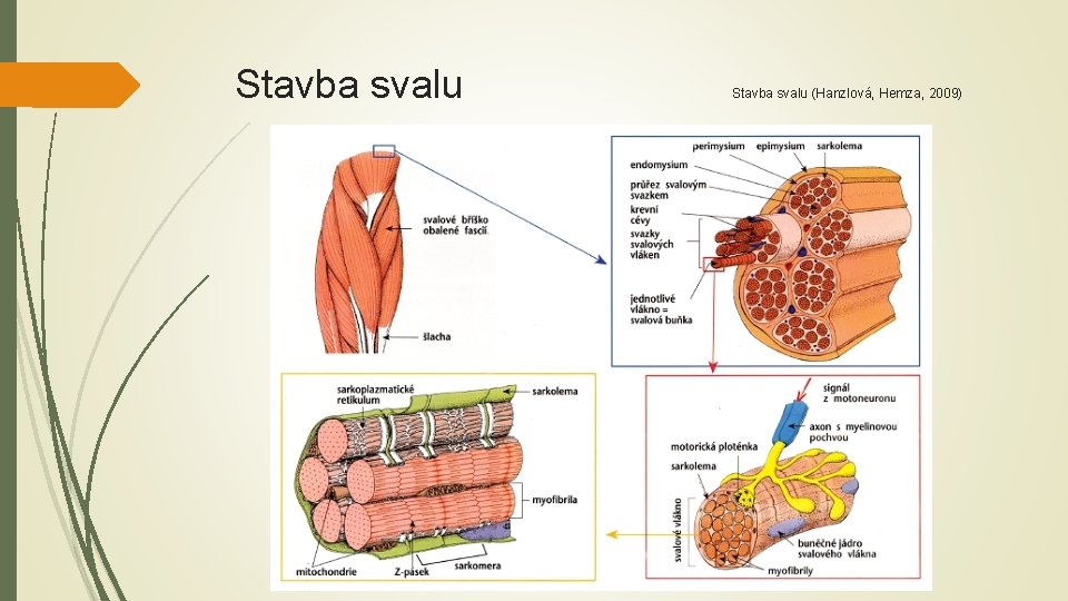 Stavba svalu (Hanzlová, Hemza, 2009) 