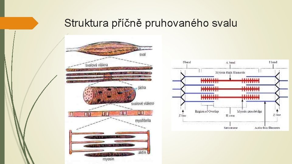 Struktura příčně pruhovaného svalu Struktura příčně pruhovaného svalu