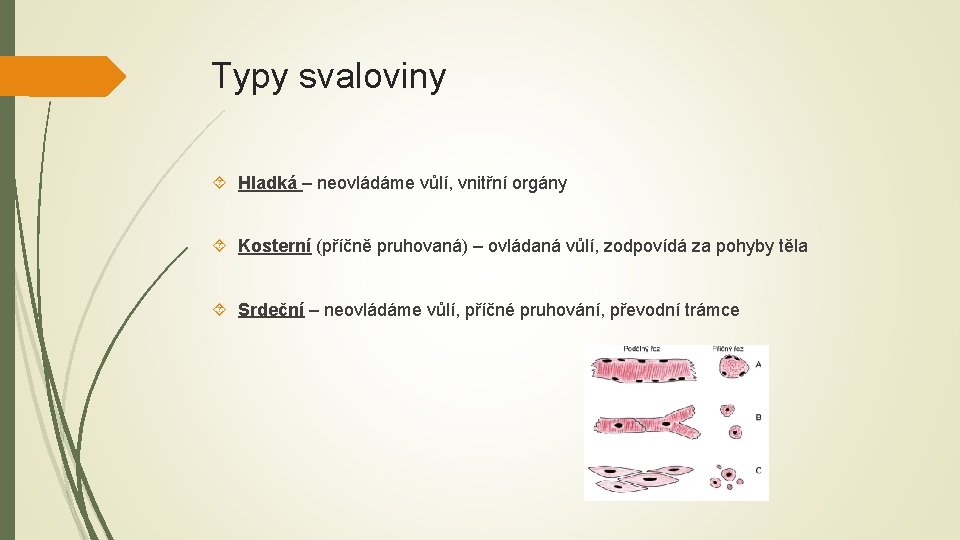 Typy svaloviny Hladká – neovládáme vůlí, vnitřní orgány Kosterní (příčně pruhovaná) – ovládaná vůlí,