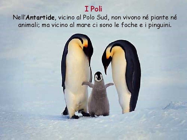 I Poli Nell’Antartide, vicino al Polo Sud, non vivono né piante né animali; ma