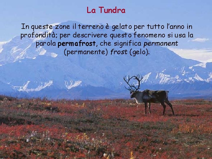 La Tundra In queste zone il terreno è gelato per tutto l’anno in profondità;