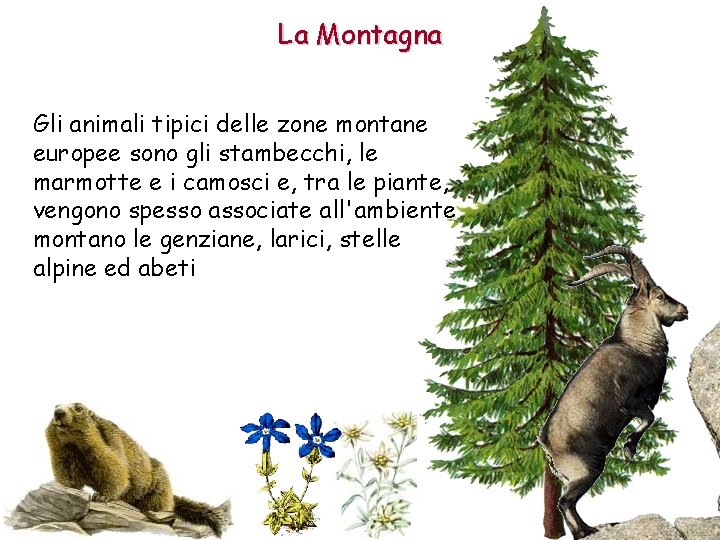 La Montagna Gli animali tipici delle zone montane europee sono gli stambecchi, le marmotte