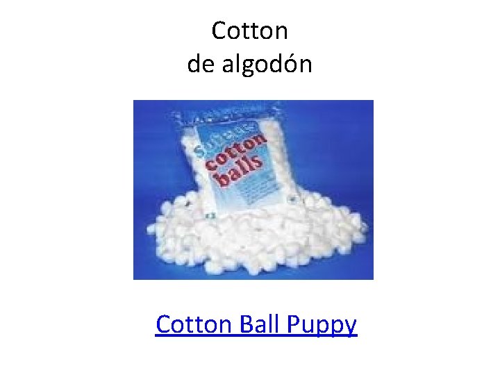 Cotton de algodón Cotton Ball Puppy 