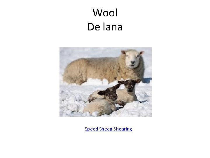 Wool De lana Speed Sheep Shearing 
