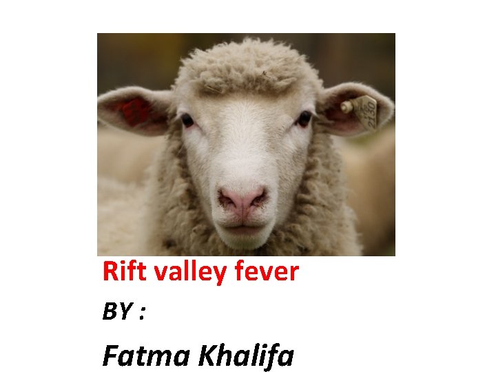 Rift valley fever BY : Fatma Khalifa 