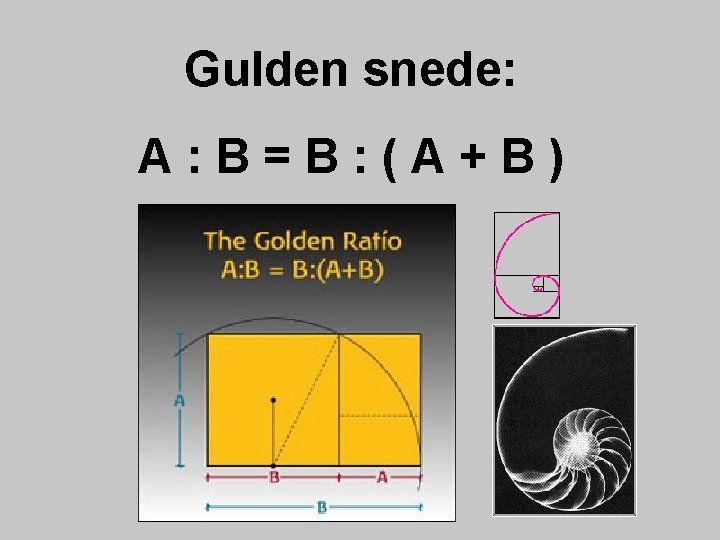 Gulden snede: A: B=B: (A+B) 