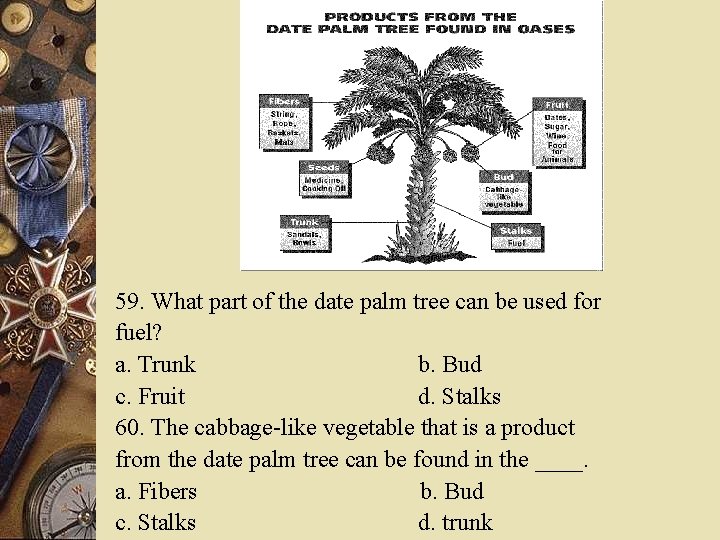 59. What part of the date palm tree can be used for fuel? a.