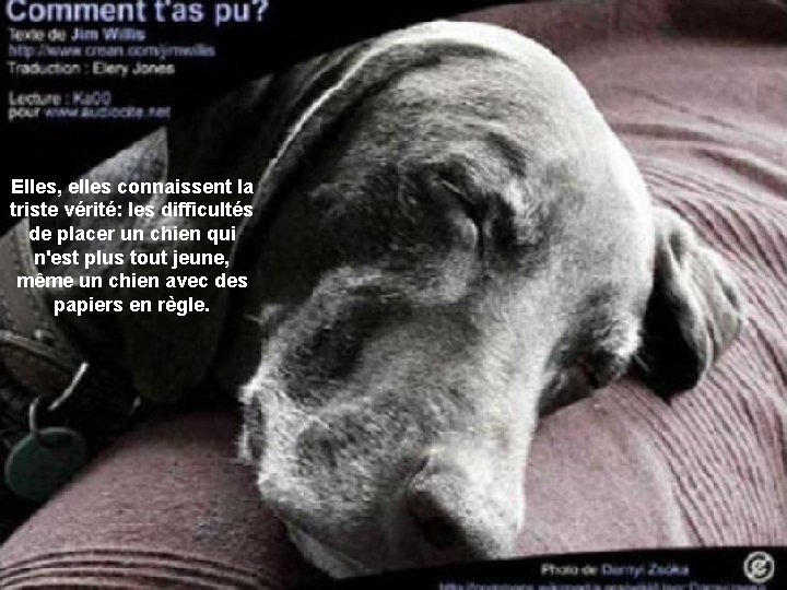 Elles, elles connaissent la triste vérité: les difficultés de placer un chien qui n'est