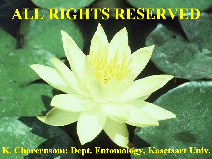 ALL RIGHTS RESERVED K. Charernsom: Dept. Entomology, Kasetsart Univ. 