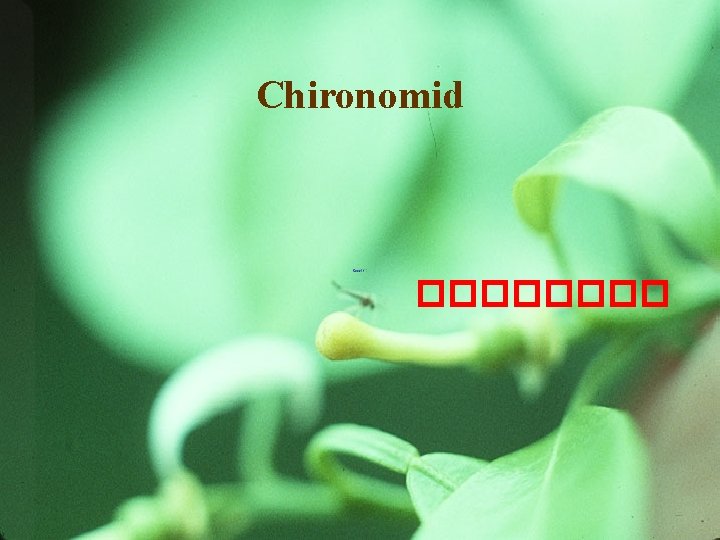 Chironomid ���� 