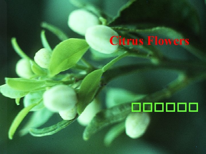 Citrus Flowers ������ 