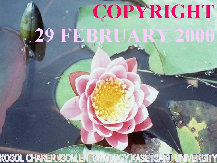 COPYRIGHT 29 FEBRUARY 2000 