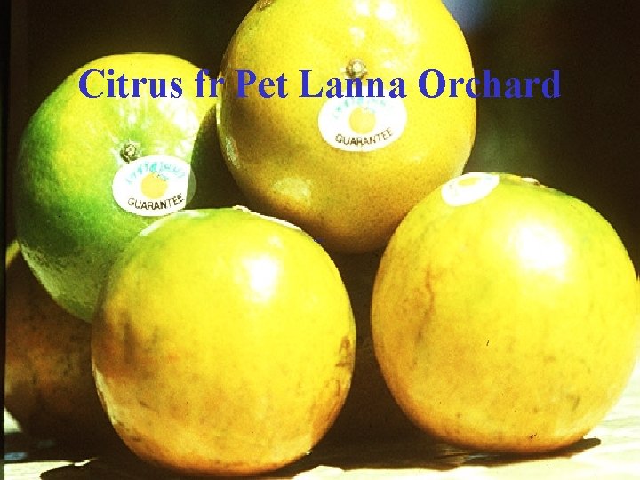 Citrus fr Pet Lanna Orchard 