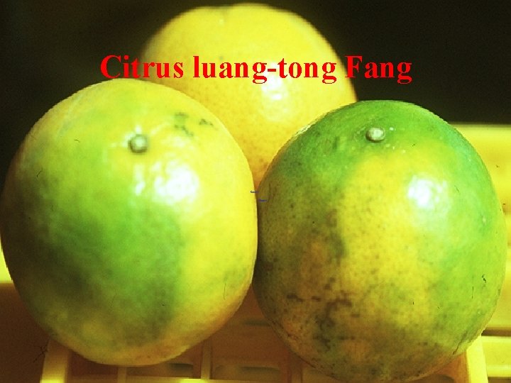 Citrus luang-tong Fang 